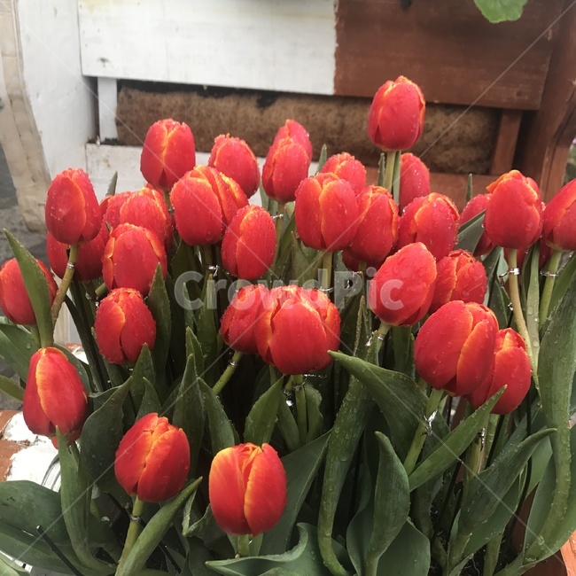 튤립,꽃,듈립꽃,화단,선물,봄,계절,spring,season,식물,자연,plants,nature,꽃,flower,plant,blossom