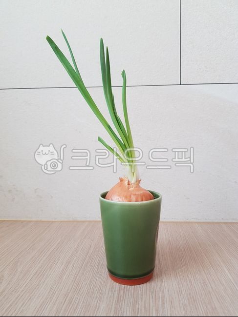 onion,양파,양파싹,싹난양파,양파수경재배