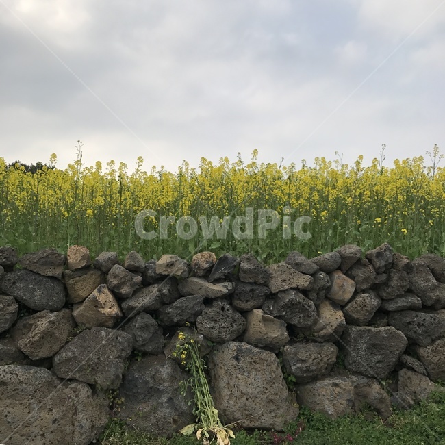 제주도,봄,돌담길,유채꽃,흐린하늘,봄,계절,spring,season,제주도,jeju,jeju island,wall,벽,rubble,파편