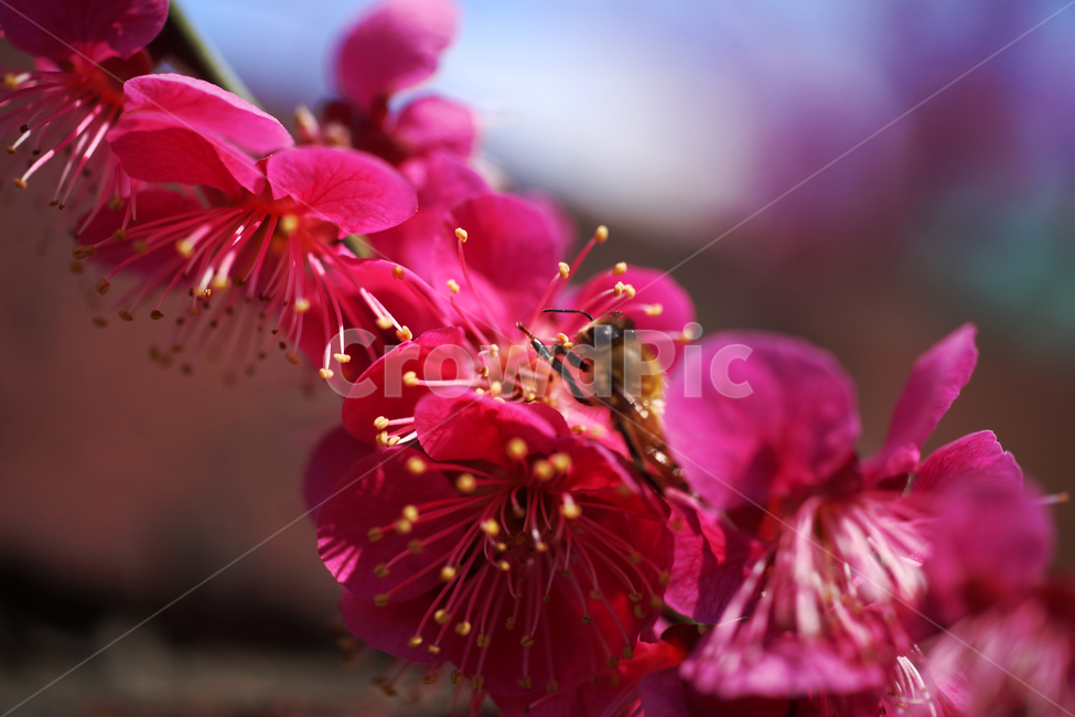 홍매화,매화,홍매,꽃,봄,계절,붉은빛매화,벌,식물,자연,plants,nature,꽃,flower