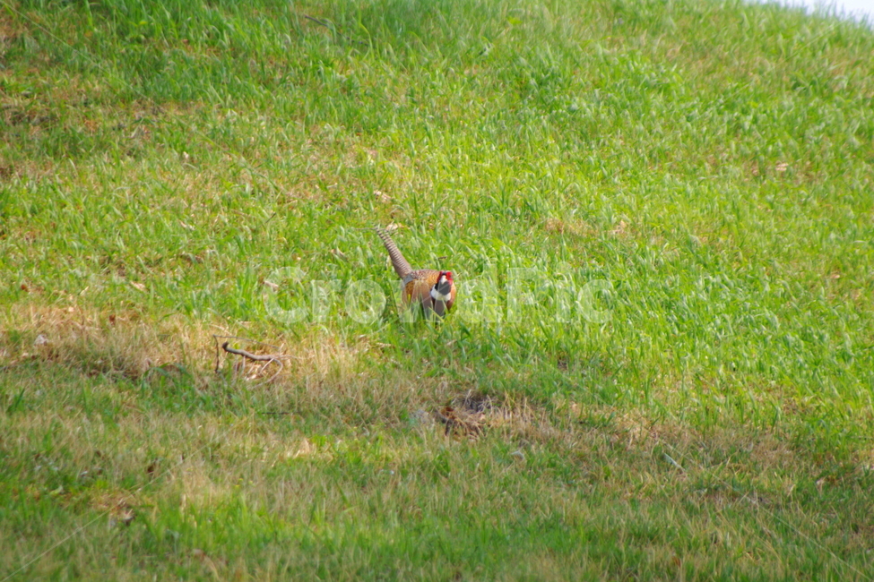 올림픽공원,봄,서울,풍경,경치,랜드마크,animal,동물,bird,새,grass,잔디,식물,plant,꿩,까투리,장끼,언덕