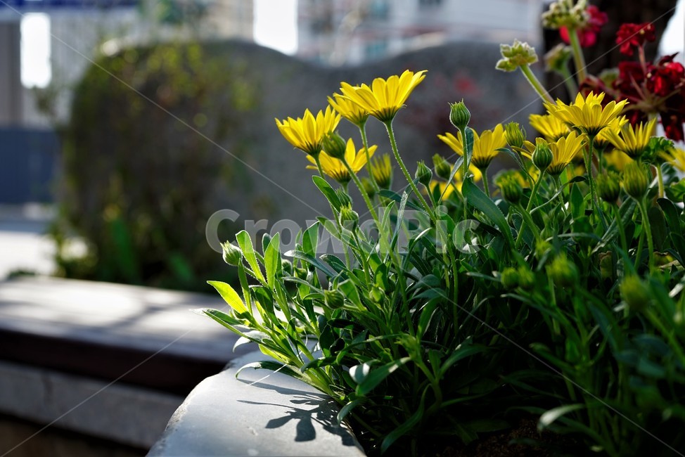 bloom,colorful,floral,flower,gardenflowers,happymind,life,nature,plant,spring,봄,정원,가드닝,원예,원예식물,화려,식물,꽃,garden,scent,healing,노랑,yellow