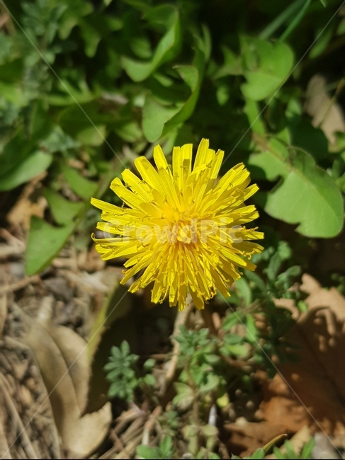 plant,식물,꽃,flower,민들레,dandelion,yellow
