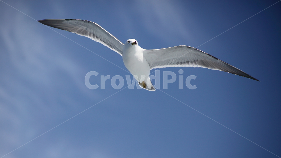 갈매기,바다새,대형조류,commongull,mewgull,laruscrassirostris,괭이갈매기,동물,animal,조류,새,birds