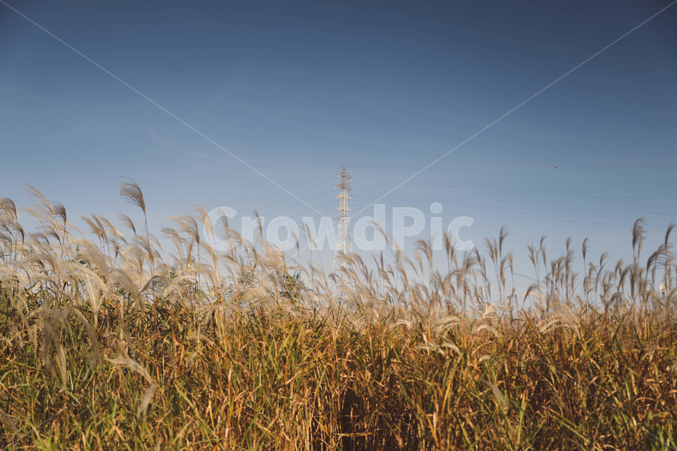 갈대,억새,울산,밭,숲,가을,계절,fall,autumn,season,plant,식물