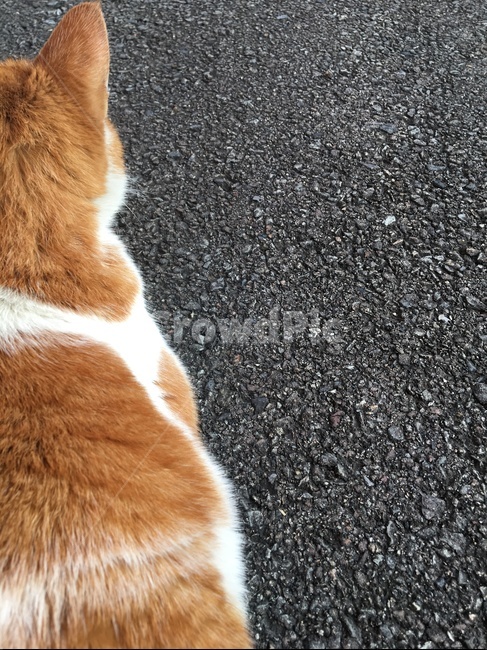 고양이,길고양이,길냥이,뒷모습,앞모습,근엄,진지,동물,animal,포유류,mammal,고양이,cat,kitten,kitty