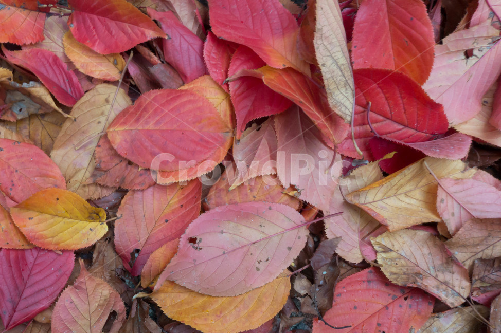 낙엽,가을,계절,자연색상,자연,배경,잎,가을,계절,fall,autumn,season,식물,자연,plants,nature