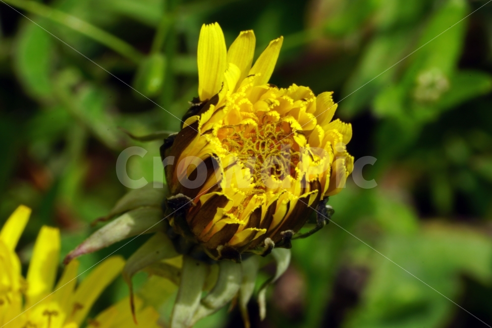 봄,꽃,자연,식물,플라워,spring,flower,nature,plants,민들레,이파리,꽃봉오리,접사,macro,클로즈업,closeup,tree,숲,숲속,산림,삼림,조경,봄꽃,감성,힐링,풍경,landscape,식물,자연,plants,nature,꽃,flower