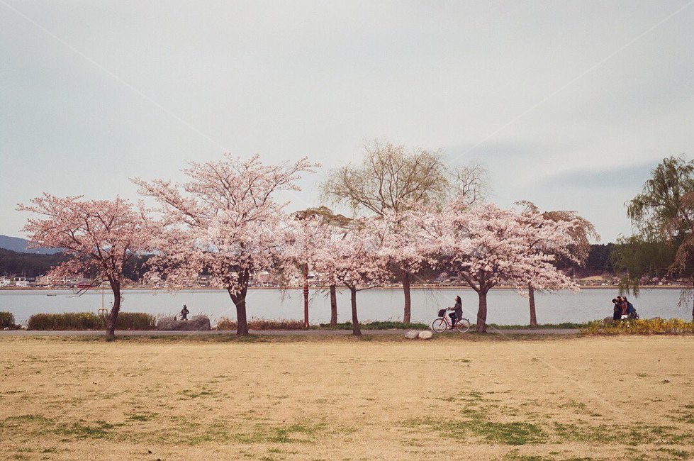 벚꽃,봄,자전거,산책,필름사진,flower,꽃,plant,자연,봄,계절,spring,season,식물,blossom