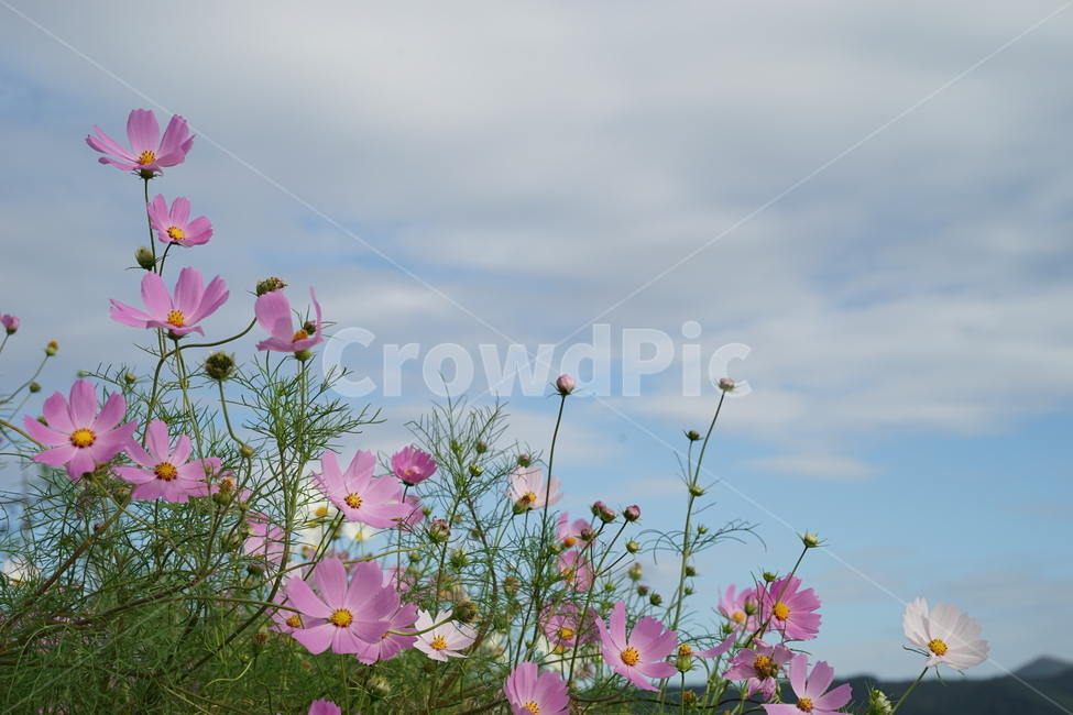 코스모스,가을,꽃,하늘,cosmos,분홍,식물,자연,plants,nature,꽃,flower