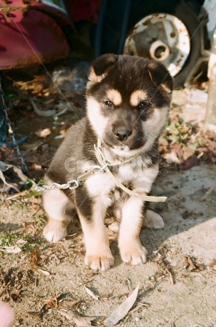 강아지,동물,dog,시골,시골풍경,필름사진,동물,animal,포유류,mammal,개,강아지,dog,doggy