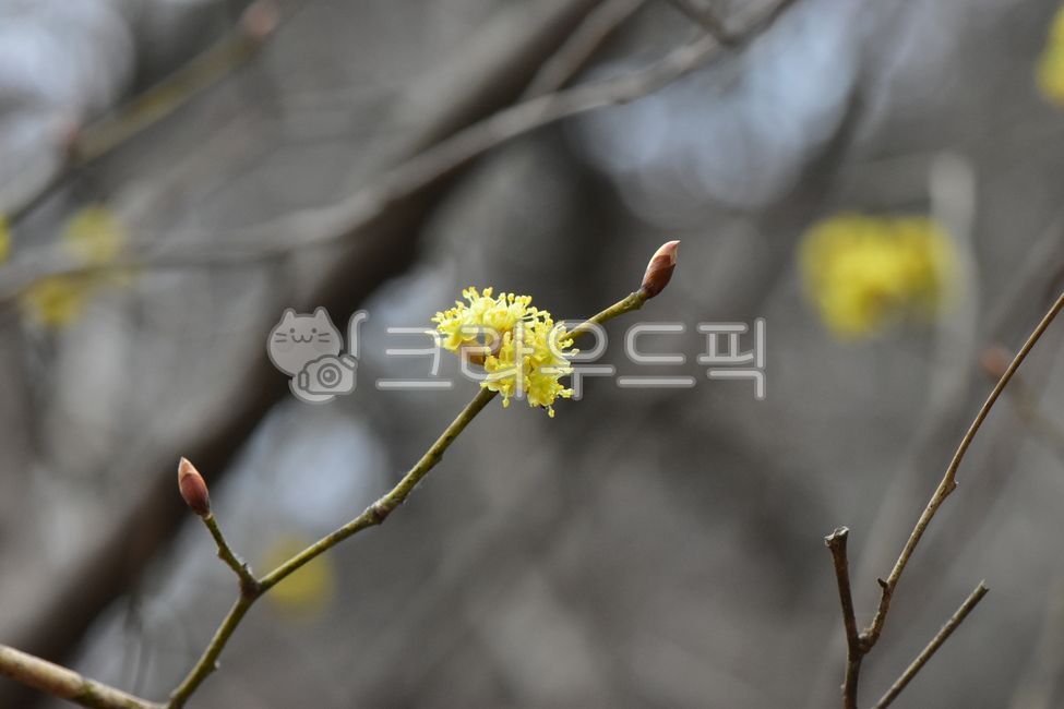 생강나무,야생화,꽃,생태,식물,자연,들꽃,산꽃,식생,감성,힐링,플라워,계절,시즌,wild,flower,plants,nature,season,배경,목본