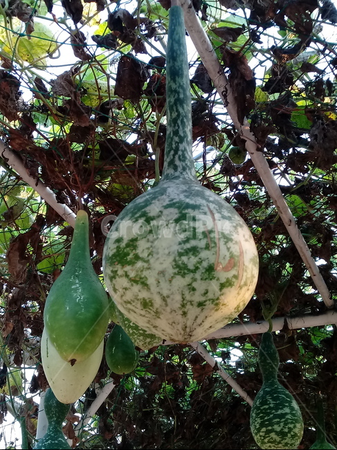 식물,plant,박,조롱박,덩쿨식물,과일,열매,fruit