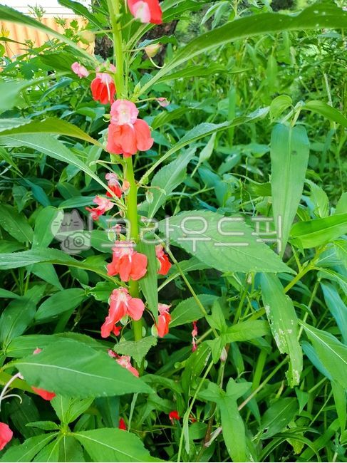 balsam flower,petal,impatiens,balsam,plant,flower
