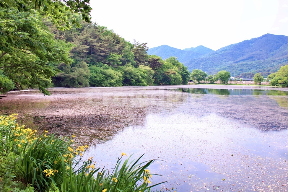 위양지못,저수지,이팝나무,숲,산,초록,힐링,여유