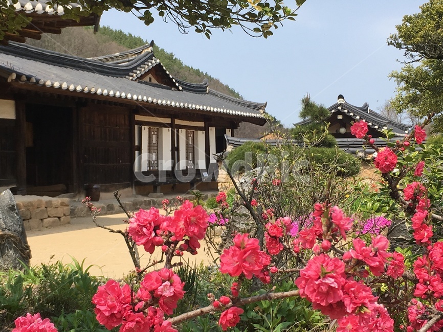 송소고택,고택,목조건물,봄,꽃,새순,새잎,배경,songso,oldhouse,woodenbuilding,spring,flower,newleaf,bud,shoot,background,한국전통,한국문화,korean traditional,korean culture,건축물,건물외관,exterior,building,structure,architecture,construction