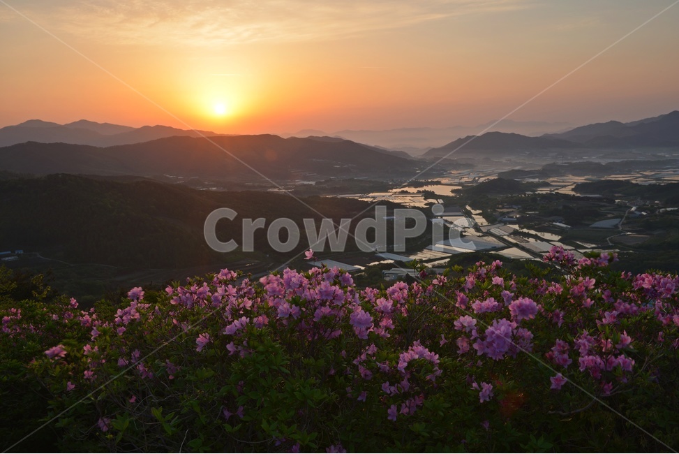전남,남원,봉화산,봄,철쭉,아침,일출,light,빛,flare,플레어,sunlight,햇빛