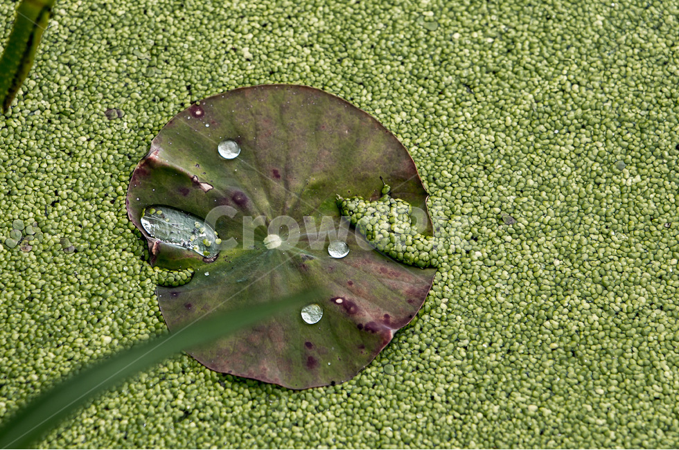 물방울,개구리밥,패턴,문양,무늬,습지,식물,자연,plants,nature