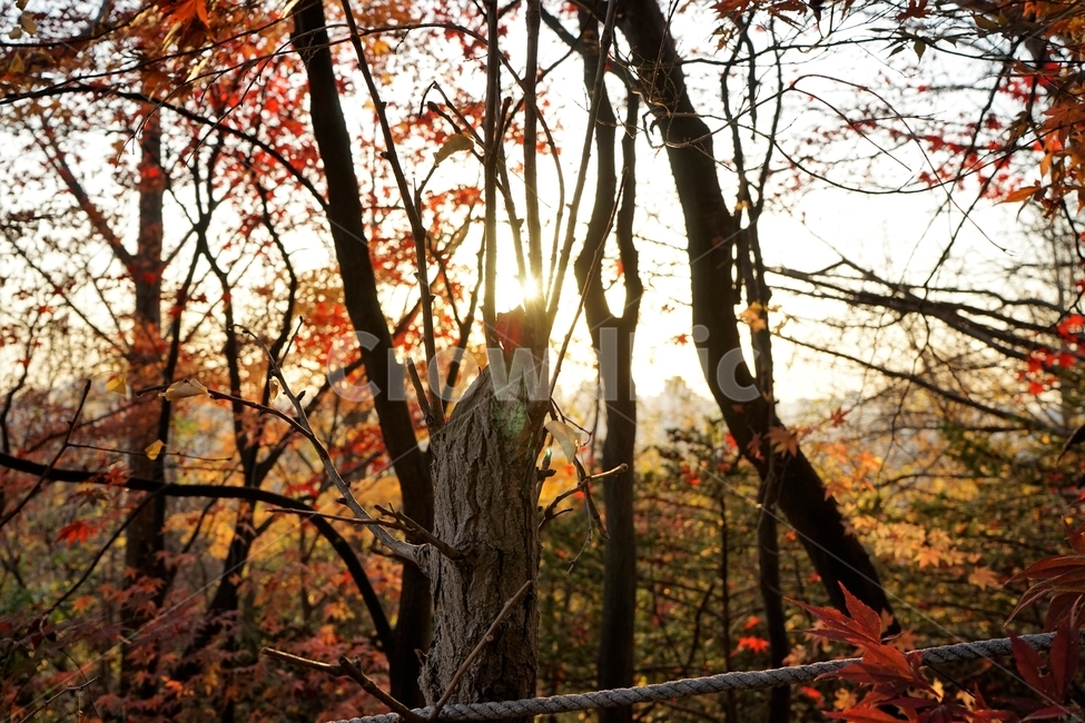 단풍,가을,자연,빨강,낙엽,단풍나무,화려함,가을풍경,autumn,fall,autumnleaves,plant,nature,계절,나무,븕은색,maple,red,season,colorful,느낌,감성,trees,branches,울긋불긋,자연fall,가을,계절,fall,autumn,season,식물,자연,plants,nature,나무,trees,wood,tree,leaf,잎