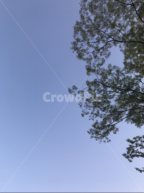 하늘,나뭇가지,나무,잎,나뭇잎,파란하늘,파란,배경,tree,식물,plant,sky,blue