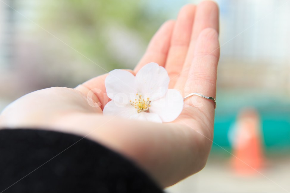 손,벚꽃,Flower,Hand,봄,CherryBlossom,자연,spring,봄,계절,spring,season,식물,자연,plants,nature,꽃,flower,감성,sensible,feeling,plant