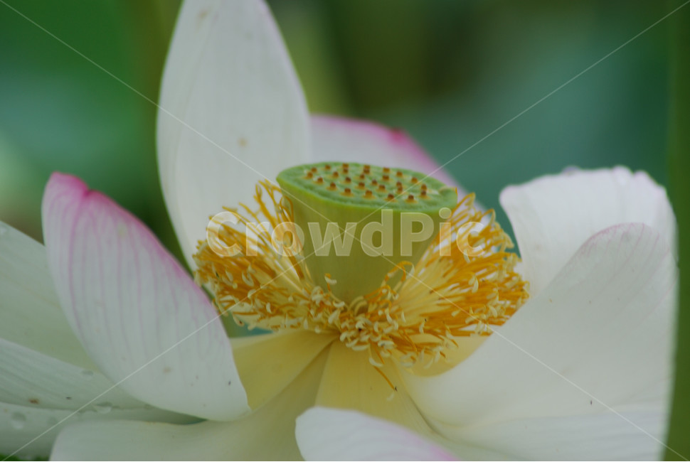 관곡지,시흥연꽃테마파크,연술,연꽃,연잎,식물,자연,plants,nature,꽃,flower