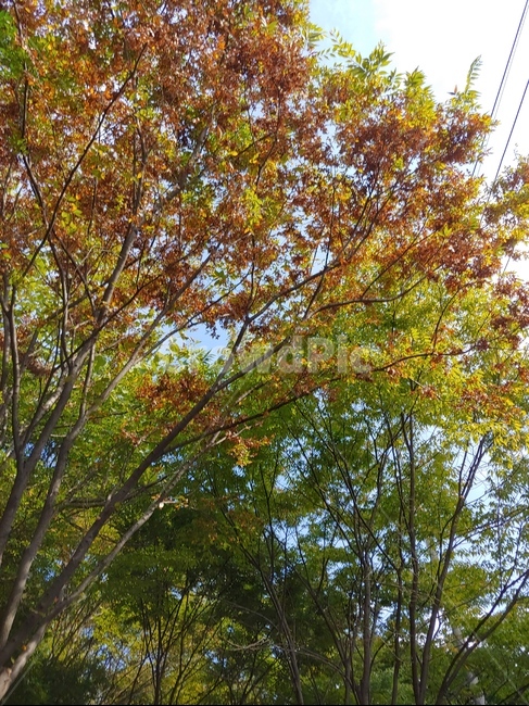 tree,나무,plant,식물,나무줄기,자연,풍경,nature,landscape,tree trunk,나무 줄기