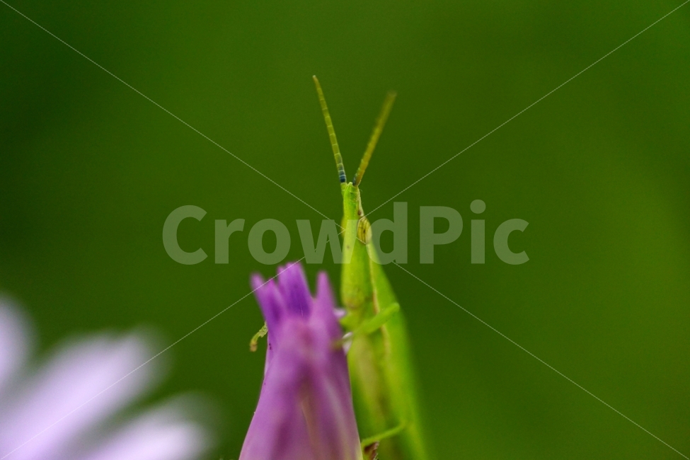 벌개미취,꽃,식물,자연,플라워,flower,nature,7월,여름,summer,꽃봉오리,곤충,동물,여치,메뚜기,insect,감성,감성사진,힐링,힐링사진,계절,season,꽃사진,접사,macro,풍경,landscape,동물,animal,곤충,벌레,insect,bug
