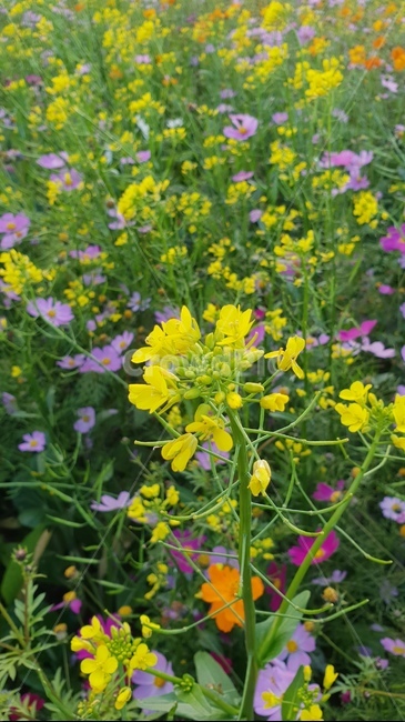 꽃,flower,plant,식물,유채,노랑,가을