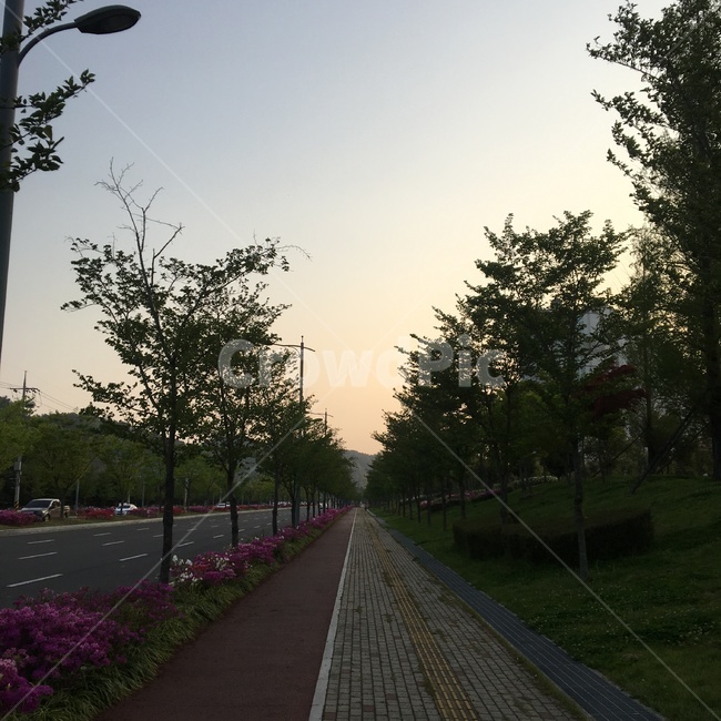 풍경,꽃,나무,배경,도로