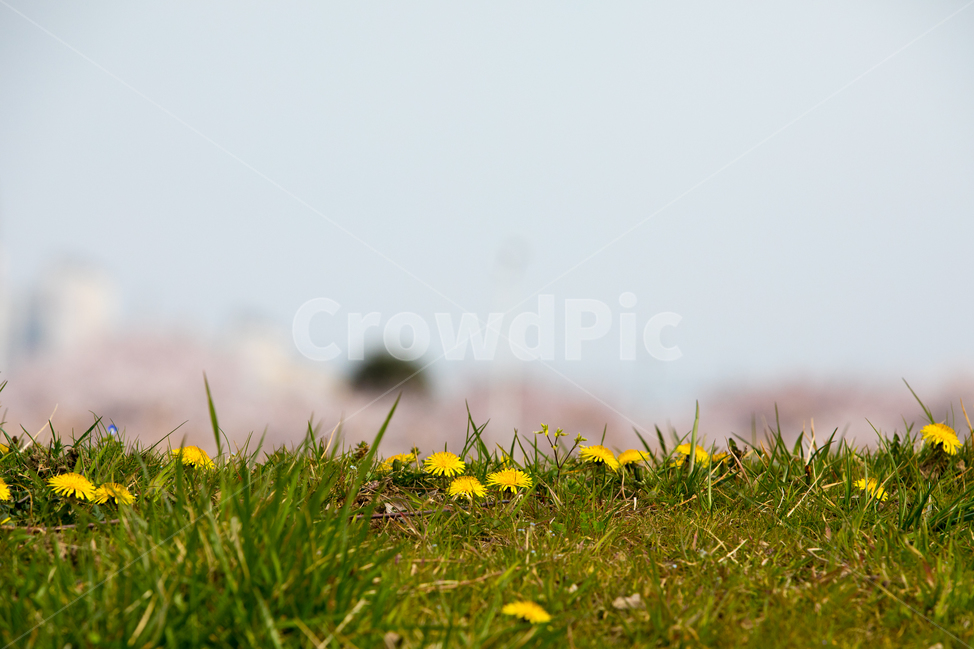 민들래,녹색,봄,꽃,식물,야외,실외,봄꽃,식물,자연,plants,nature,꽃,flower