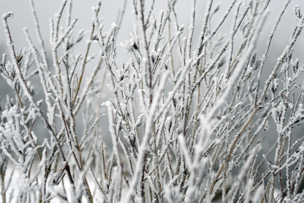 눈,풍경,겨울,눈꽃,상고대,바람,서리,추위,산,나무,나무가지,겨울,계절,winter,season,식물,자연,plants,nature