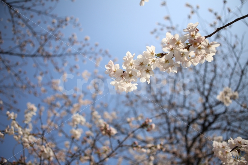 벗꽃,봄,꽃,배경,하늘,봄,계절,spring,season,식물,자연,plants,nature,꽃,flower,plant,blossom