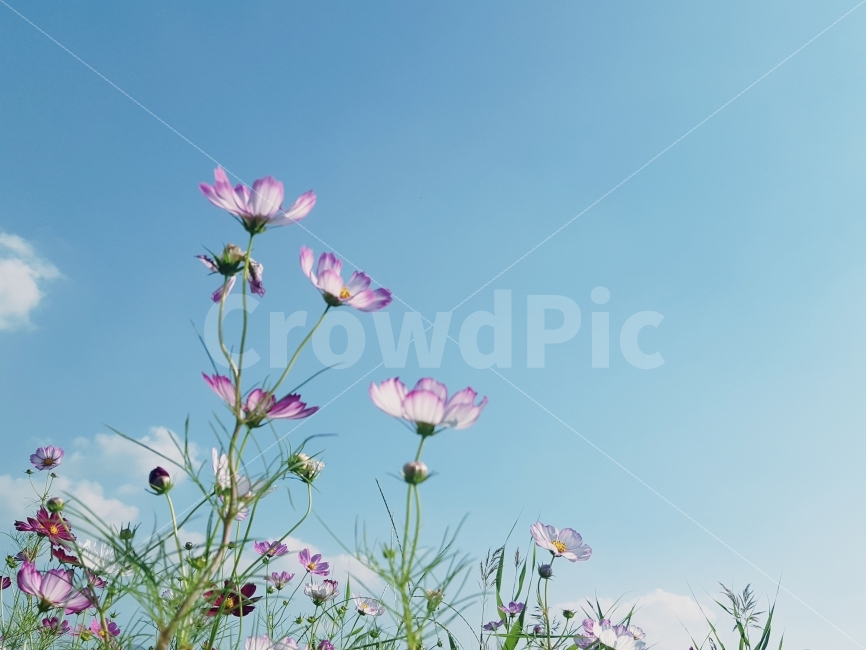 가을,하늘,코스모스,꽃,감성사진,가을,계절,fall,autumn,season,식물,자연,plants,nature,꽃,flower,plant,blossom,petal,꽃잎,geranium,제라늄