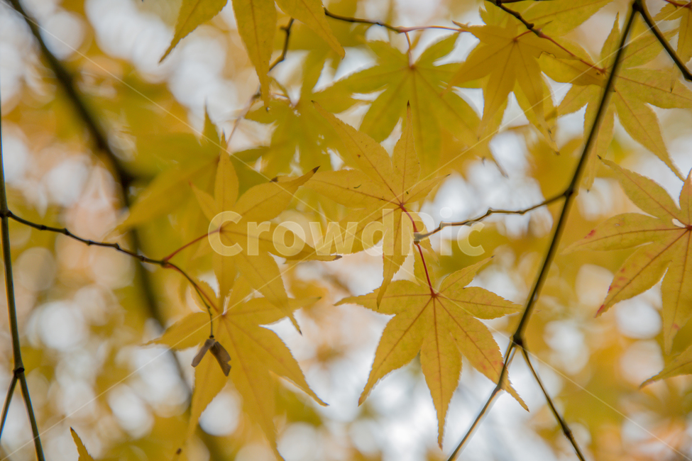 가을,나무,단풍,노랑,물든,가을,계절,fall,autumn,season,leaf,잎,plant,식물,tree