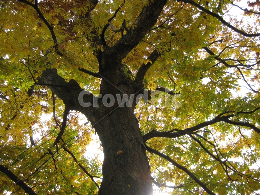 나무,찬란한,큰나무,푸른나무,가을,한그루,식물,자연,plants,nature,나무,trees,wood