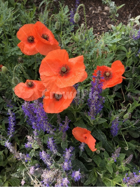 식물,꽃,양귀비,flower,blossom,plant,빨간꽃,보라꽃