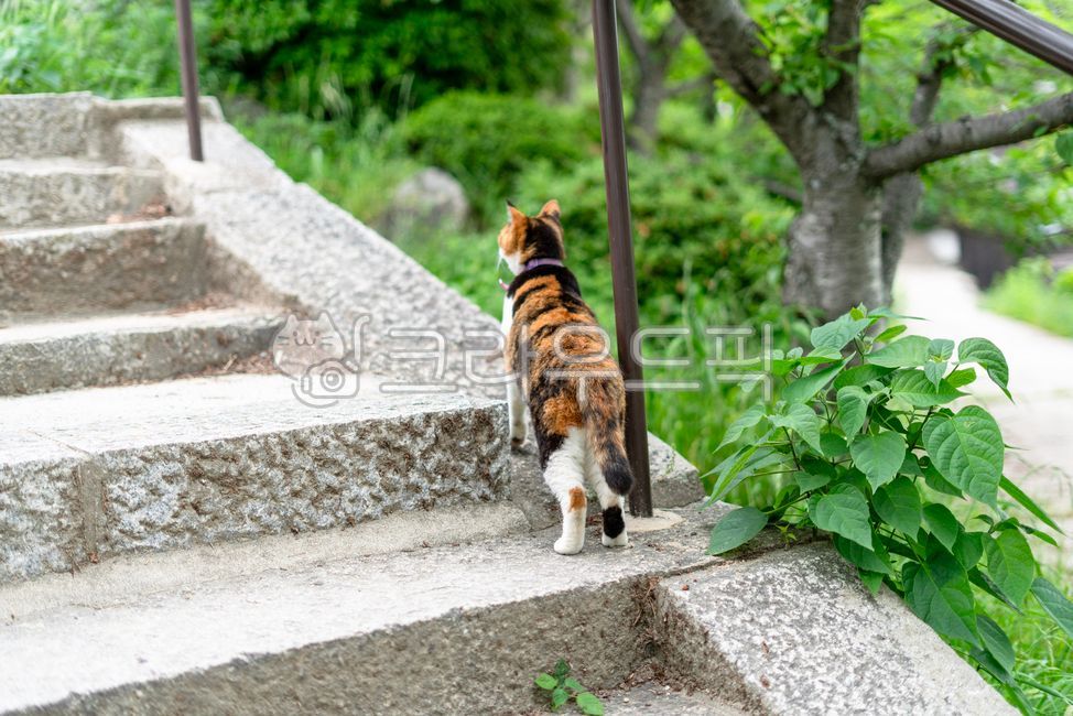 cat,tricolor,stairs,green leaves,back view,walking path,concrete,animal,spring,quietness