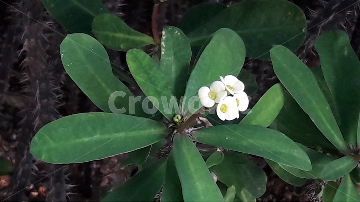푸른,꽃,봄,흰색,향기,식물,자연,plants,nature,꽃,flower
