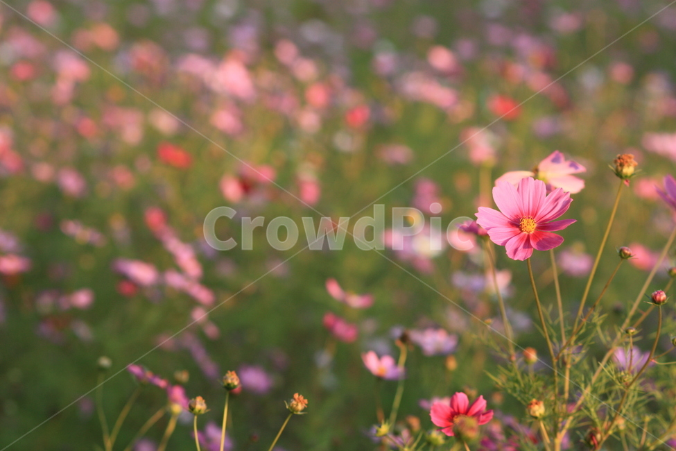 가을,코스모스,꽃,아웃포커싱,분홍,가을,계절,fall,autumn,season,식물,자연,plants,nature,꽃,flower,geranium,제라늄,blossom,plant,petal,꽃잎