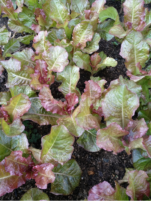 상추,채소,야채,쌈채소,상추재배,상추밭,채소,야채,vegetables,농업,농사,agriculture,farming,farming industry