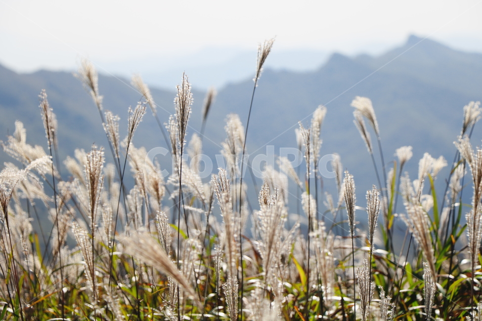 신불산,갈대,억새,갈대밭,억새밭,영남알프스,식물,가을,계절,fall,autumn,season,grass,잔디,plant,food,음식
