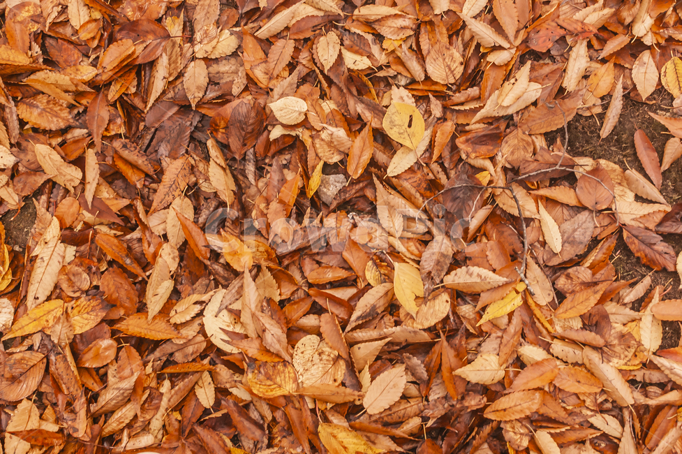 낙엽,감성,가을,감성사진,단풍,자연,풍경,나뭇잎,나무,가을,계절,fall,autumn,season,plant,식물,leaf,잎,ground,바닥