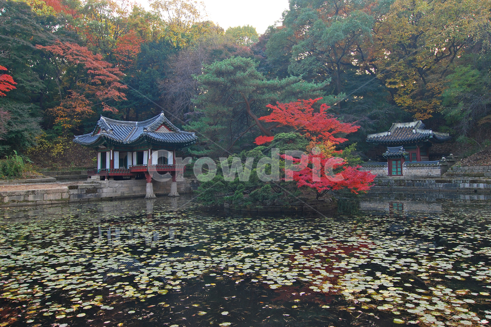 창덕궁,후원,비원,부용정,부용지,연못,나무,숲,자연,정자,사당,건축,전통건축,한국,전통,한국전통,한옥,단풍,가을,풍경,물,가을,계절,fall,autumn,season,한국전통,한국문화,korean traditional,korean culture,랜드마크,landmark,tourist attraction,한국랜드마크,한국관광지,한국명소,korea landmark,korea tourist attraction,건축물,건물외관,exterior,building,structure,architecture,construction,temple,신전,건물
