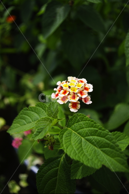 란타나,꽃,flower,식물,plant,자연,nature,식물,자연,plants,nature,꽃,flower