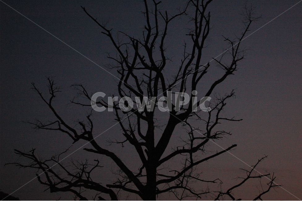 나무,tree,blackwood,나무실루엣,자연,야경,밤,풍경,nightscape,night,landscape,식물,자연,plants,nature,나무,trees,wood,silhouette,실루엣,plant