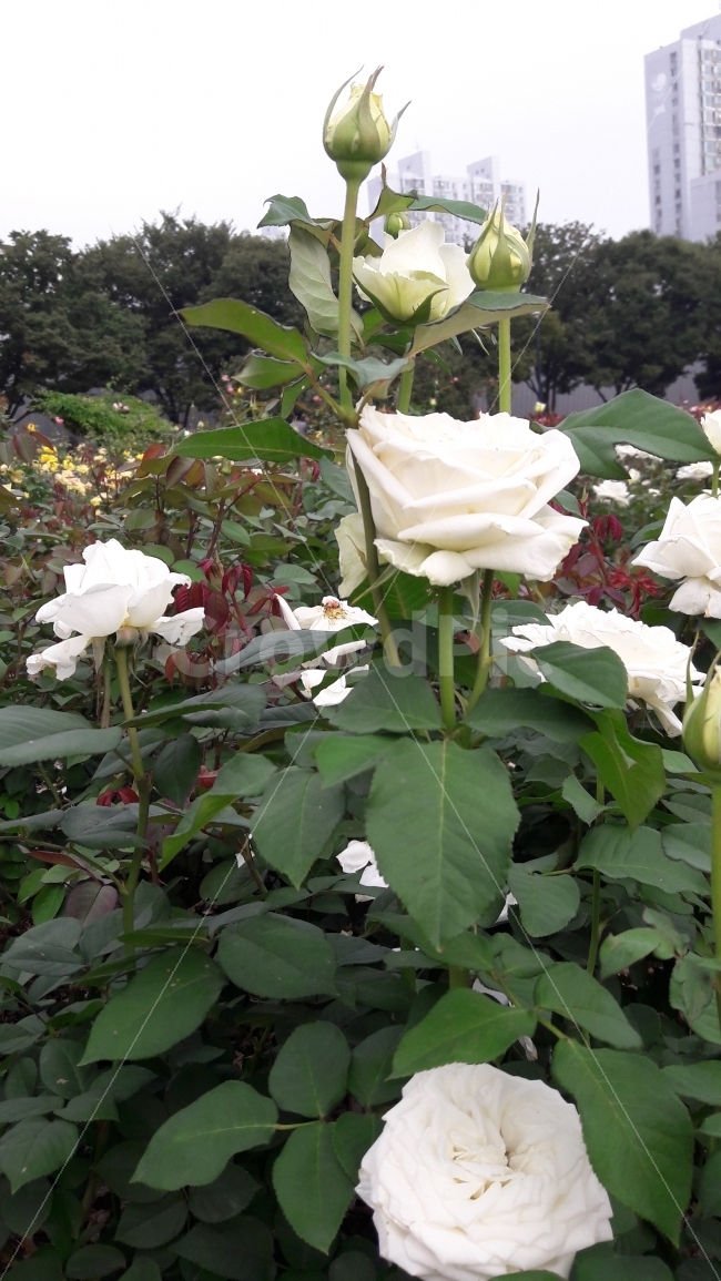 꽃,장미,흰색,활짝,존경,식물,자연,plants,nature,꽃,flower