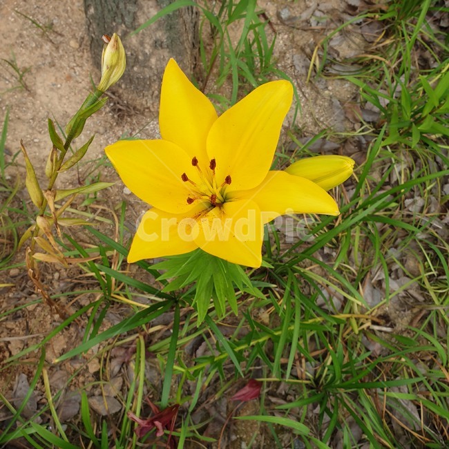 노란꽃,꽃,자연,flower,꽃한송이,식물,들꽃,yellow