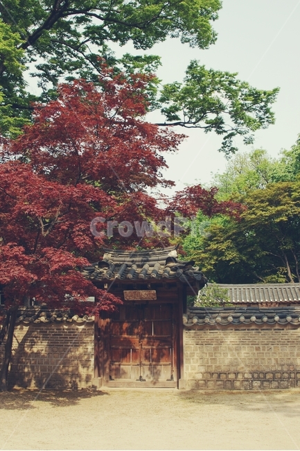 전통,성,창경궁,traditional,한국,대한민국,korea,지붕,기와,roof,궁,castle,문,door,단풍,단풍나무,maple,나무,tree,asia,아시아,가을,계절,fall,autumn,season,한국전통,한국문화,korean traditional,korean culture,건축물,건물외관,exterior,building,structure,architecture,construction,plant,식물