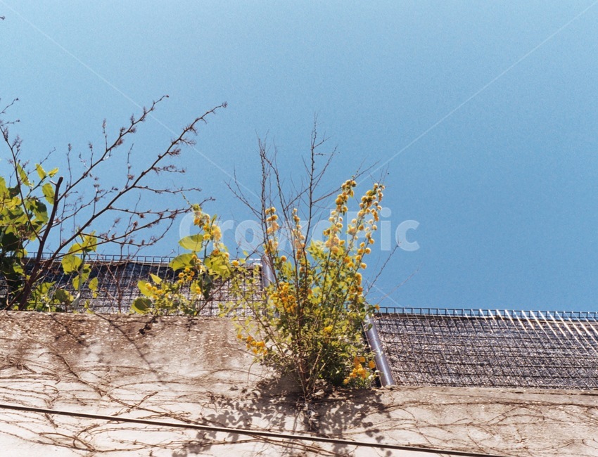 색감,감성사진,자연,노란꽃,하늘,꽃,나무,봄,푸른,청량,spring,summer,여름,tree,sky,blue